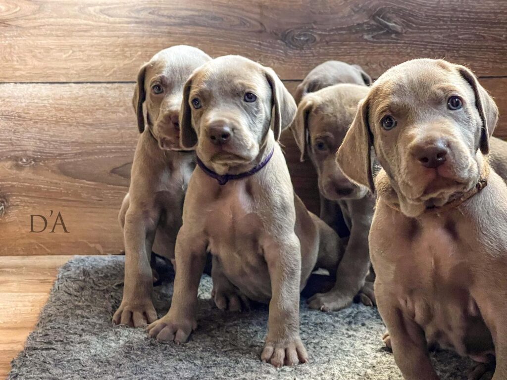 Weimaraners puppies for sale